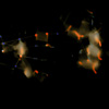 Still frame (detail)