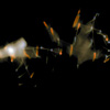 Still frame (detail)