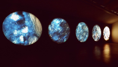 Forest installation at CCA, photographed by Alan Dimmick