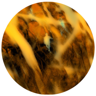 Forest: still frame